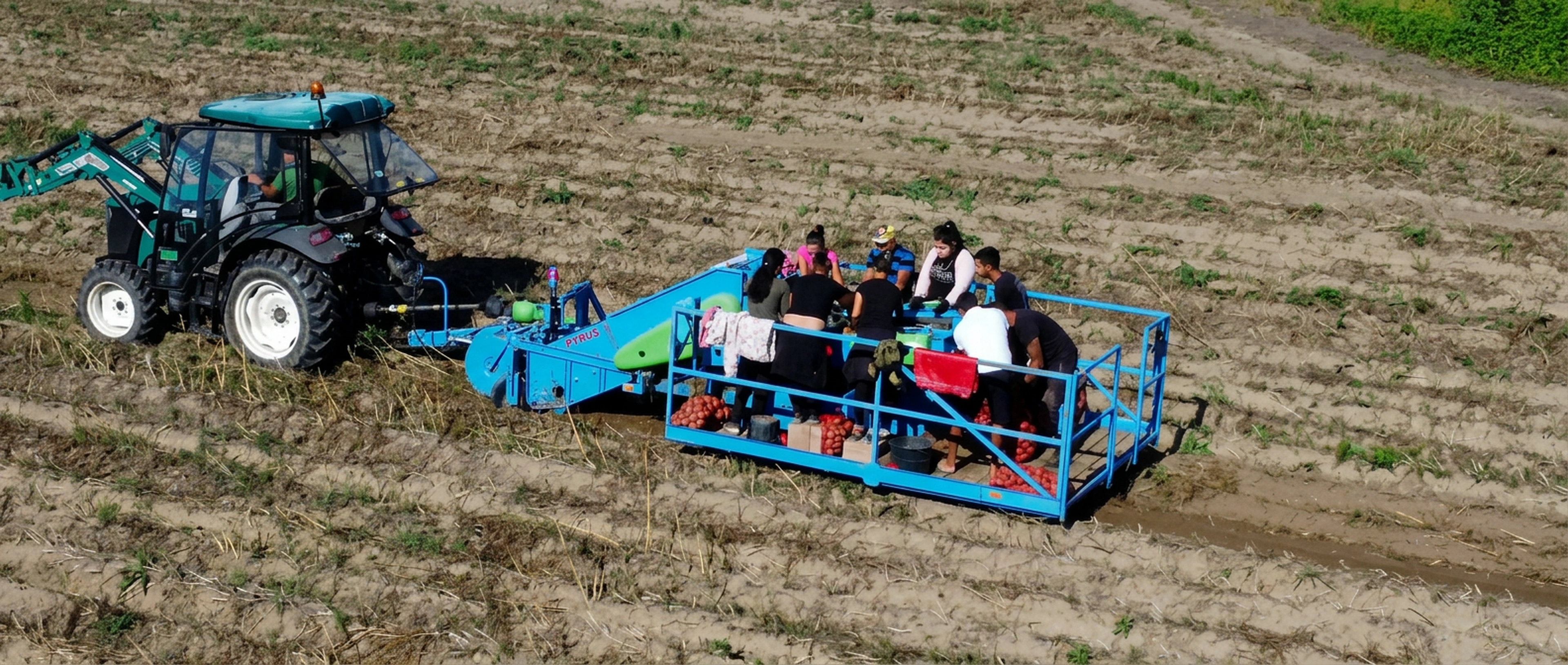 A burgonya betakarítása és válogatása a földön